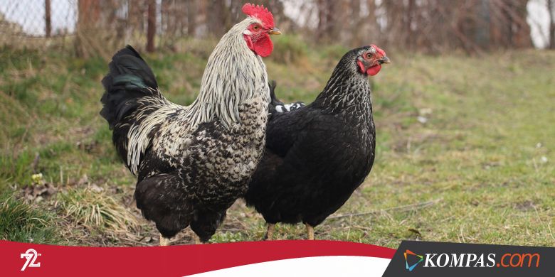 Studi Mengungkap Bagaimana Ayam dari Asia Bisa Sampai ke Afrika