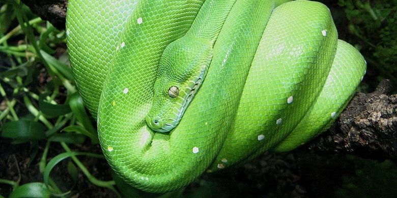 Morelia viridis