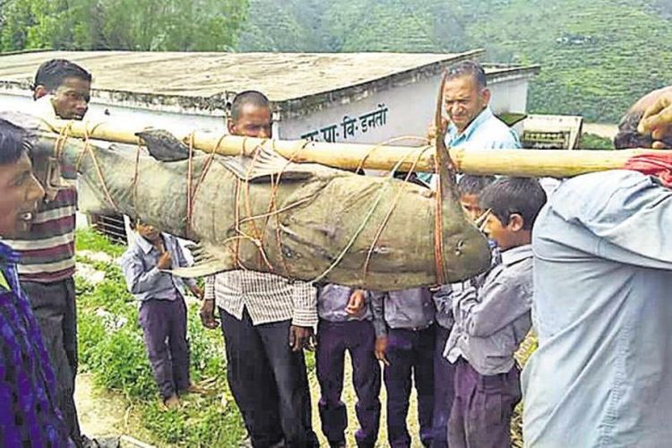 Warga desa mengangkut seekor ikan lele berbobot 125 kilogram yang mereka tangkap di sungai.