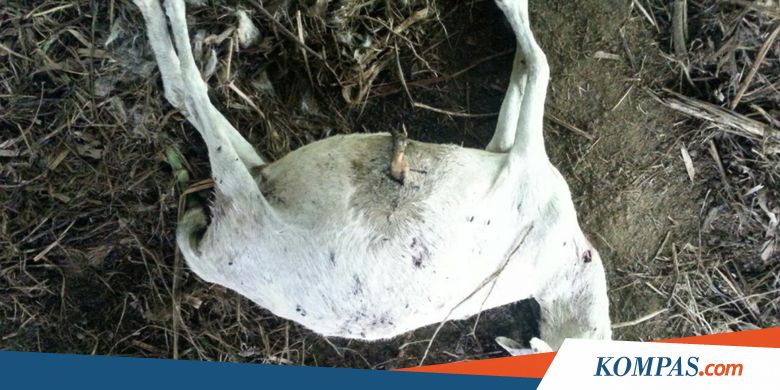 Kambing Milik Warga Gunungkidul Mati Dimangsa Hewan liar