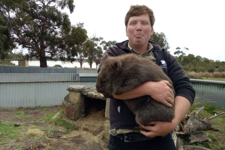 Seorang staf East Coast Nature World, Tasmania menggendong seekor wombat yang berada di tempat itu.(Kompas.com/Ervan Hardoko)