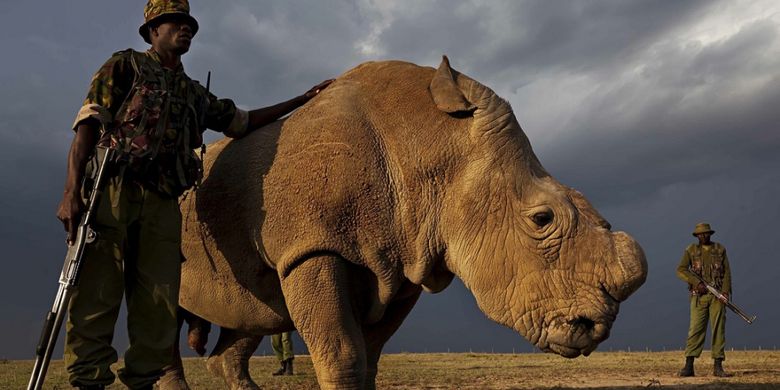 Badak jantan putih utara terakhir di dunia bernama Sudan ini berada di Kenya. Ia membutuhkan pasangan untuk mempertahankan keturunannya agar tidak punah.