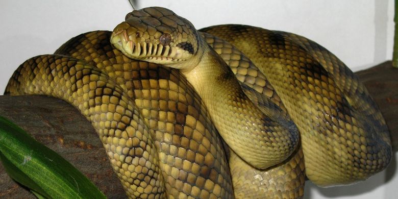 Morelia amethistina