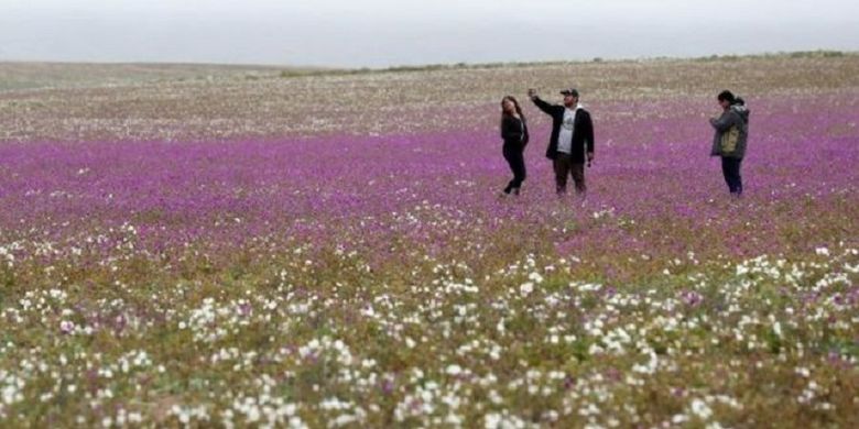 Bunga warna ungu di Gurun Atacama, yang bermekaran setelah hujan turun