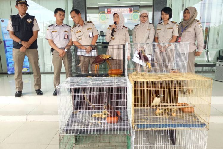  Empat ekor Burung Cendrawasih disita petugas Balai Karantina Pertanian di Bandara Kualanamu Sumatera Utara, Kamis (10/8/2017).