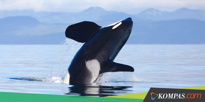 Bukan Cuma Manusia, Paus Pembunuh Juga Alami Menopause