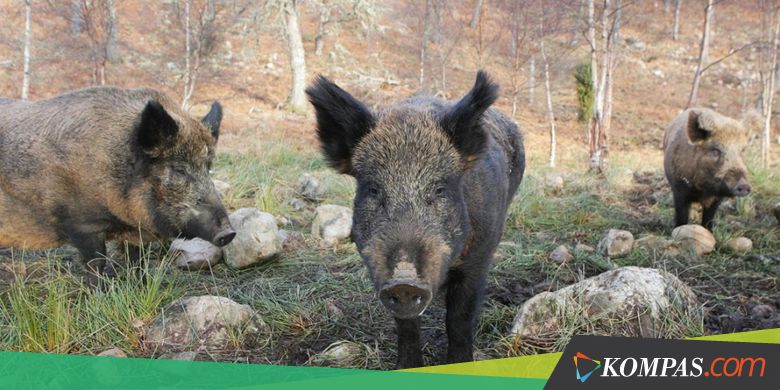 Dubes Inggris untuk Austria Terluka Akibat Dikejar Babi Hutan