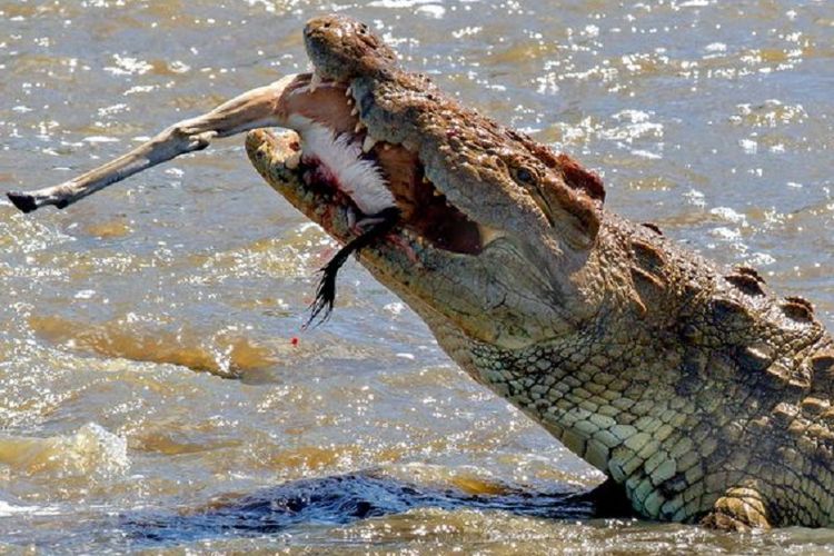 Rusak dicaplok hampir ludes oleh seekor buaya raksasa di sebuah sungai di Kenya(Caters News Agency)