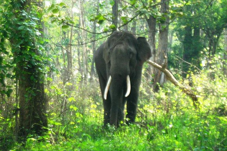 Gajah India.