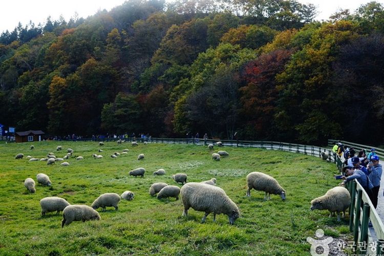 Peternakan domba Daegwallyeong di Pyeongchang, Korea Selatan. (Dok. Korea Tourism Organization)