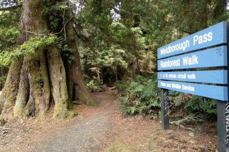 Di sejumla hutan terdapat jalan setapak yang bisa digunakan wisatawan untuk berjalan-jalan.(Kompas.com/Ervan Hardoko)