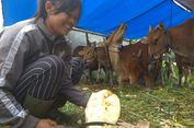 Agar Pengungsi Gunung Agung Tak Harus Jual Sapi ke Tengkulak...