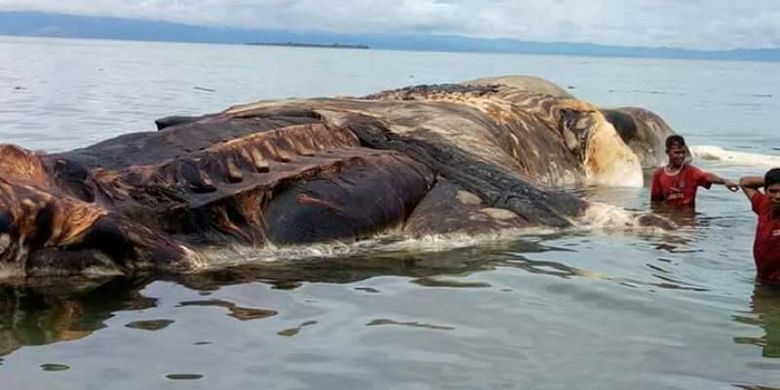 Bangkai seekor paus ditemukan warga mengambang dan terdampar di tepi laut Dusun Hulung, Desa Iha, Kecamatan Huamual, Kabupaten Seram Bagian Barat (SBB), Maluku, Rabu (10/5/2017) sore.