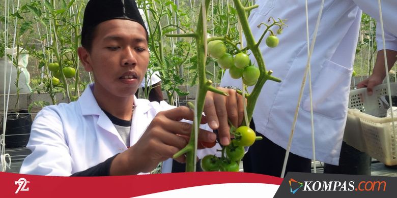 "Matur Nuwun Pak Jokowi, Santri Al Mina Akan Kirim Tomat ke Istana"