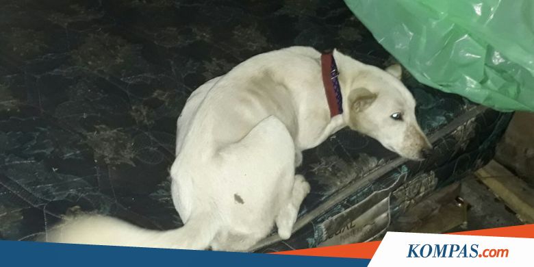 Ayu, Anjing Setia yang Menanti Tuannya Pulang dari Pengungsian