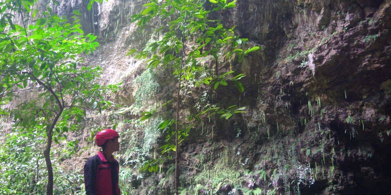 Seorang pemandu menunjukkan pohon yang hanya tumbuh di dasar Gua Jomblang, Gunungkidul, DI Yogyakarta.(KOMPAS.COM/MARKUS YUWONO)