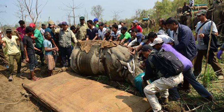 Para dokter hewan dan tim taman nasional berusaha memindahkan seekor badak bercula satu dari Taman Nasional Chitwan, 250 kilometer dari Kathmandu ke lokasi barunya. 