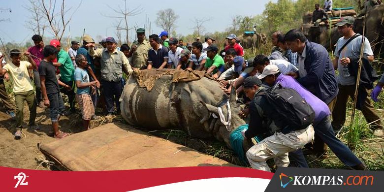 Seekor Badak Hanyut sampai India Dipulangkan ke Nepal