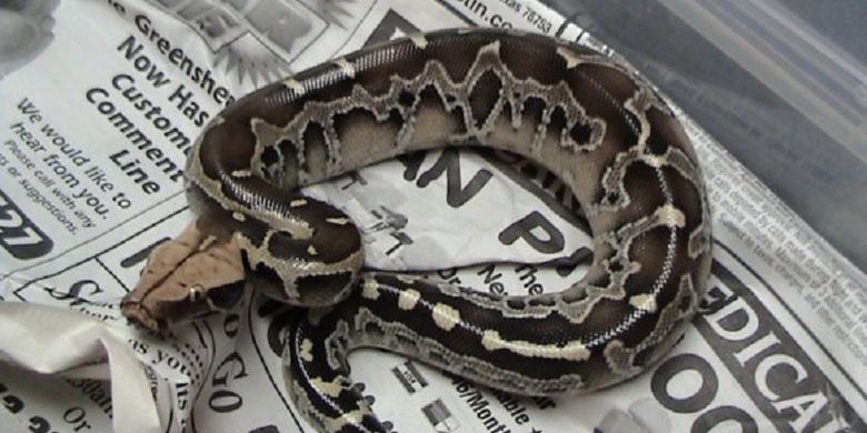 Phyton breitensteini