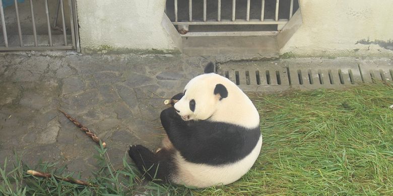 Cai Tao, panda jantan yang akan dikirim ke Indonesia di Wolong Panda Base, China, Rabu (27/9/2017).
