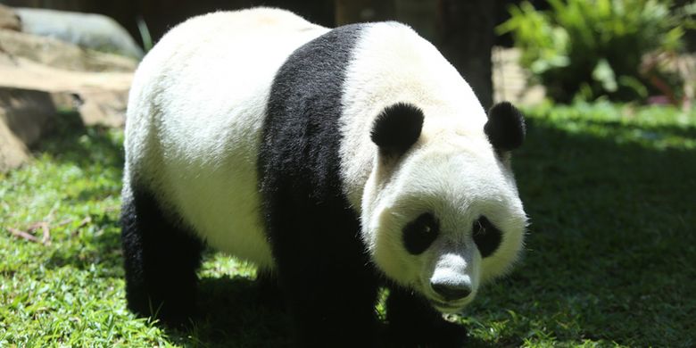 Seekor panda (Ailuropada melanoleuca) asal China diperlihatkan seusai proses karantina di Istana Panda Indonesia, Taman Safari Indonesia Bogor, Jawa Barat, Rabu (1/11/2017). Sepasang panda, Cai Tao (jantan) dan Hu Chun (betina) yang berasal dari pengembangbiakan di China Wildlife Conservation Association (CWCA) akan diperkenalkan untuk publik pada November 2017.(KOMPAS.com/ANDREAS LUKAS ALTOBELI)