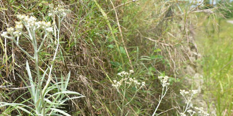 Tumbuhan Edelweis di Taman Nasional Menupeu Tanah Daru dan Laiwangi Wanggamet (MataLawa) di Pulau Sumba, Nusa Tenggara Timur menjadi daya tarik bagi wisatawan asing dan Nusantara untuk mendaki Gunung Wanggameti.