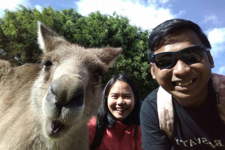 Wisatawan berpose bersama kanguru di Currumbin Wildlife Sanctuary, Queensland, Australia.(KOMPAS.COM/SILVITA AGMASARI)