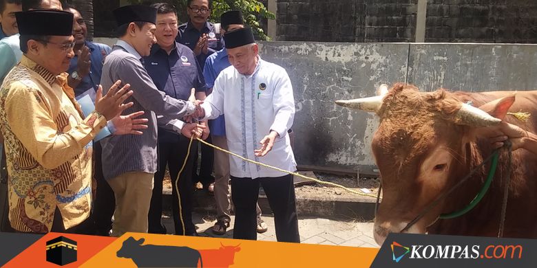 Sapi dari Surya Paloh Kencing di Acara Penyerahan, Sambutan Dihentikan