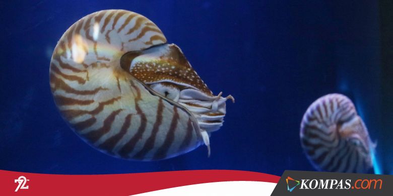 6 Hewan Laut Unik nan Langka di Jakarta Aquarium
