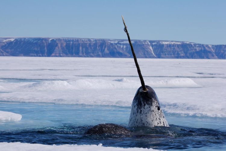 Ikan narwhal hidup di kutub. Dia memiliki tanduk panjang di kepalanya, sehingga hewan ini dikenal juga sebagai unicorn laut.