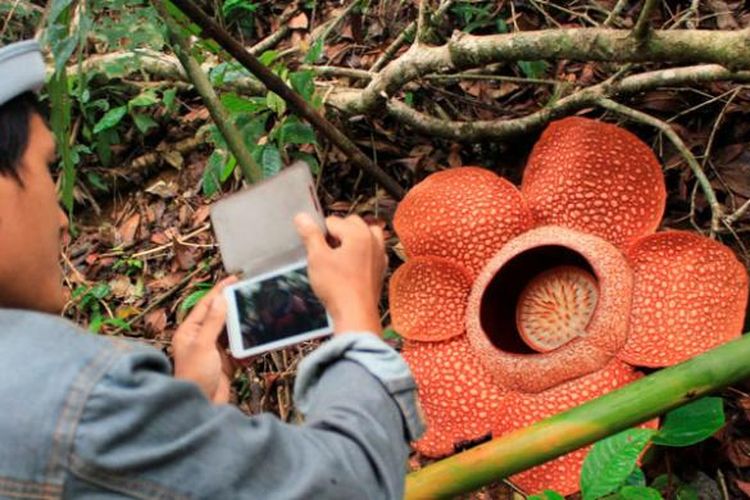 Bunga Rafflesia arnoldii mekar di Hutan Lindung Bukit Daun Register 5, Kabupaten Kepahiang, Bengkulu, Minggu (9/3/2014). Tidak seperti umumnya raflesia dengan lima kelopak, raflesia ini berkelopak enam. Diperlukan komitmen kuat banyak pihak untuk menjaga habitat asli bunga terbesar di dunia ini.
