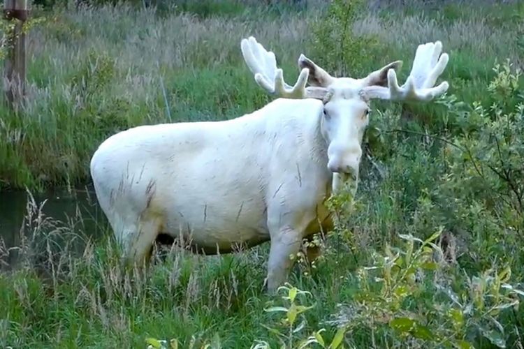 rusa putih besar jadi perbincangan di apa rusa putih besar jadi perbincangan di apa