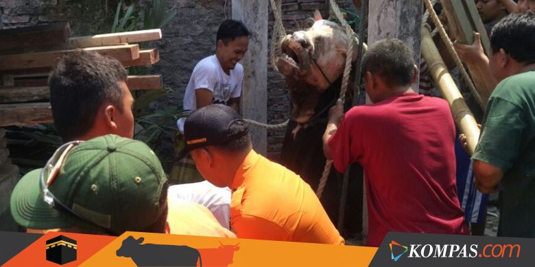 Perjuangan Warga Tarik Sapi 800 Kg yang Tercebur ke Sumur