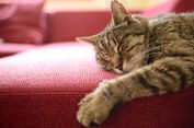 Yakin, Anda Sudah Benar-benar Mengenal Kucing?