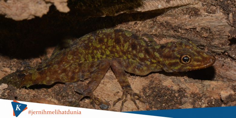 Nama Spesies Cecak Baru Terinspirasi Dari Ahok