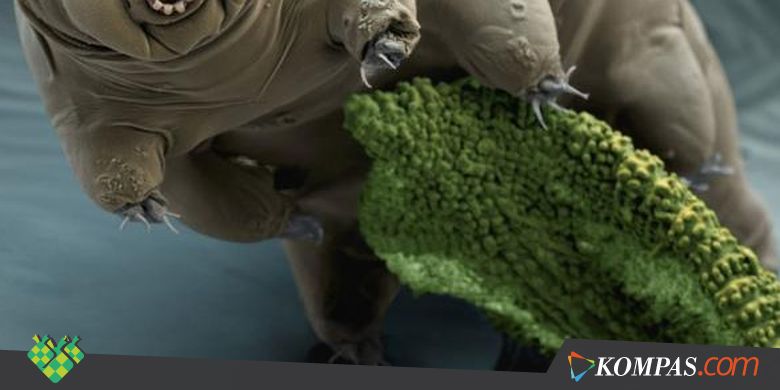 Inilah Hewan yang Akan Ada di Bumi sampai Kiamat