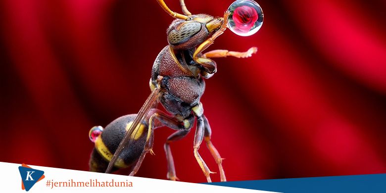 Tawon Malaysia Bermain Air dan Orang Pun Bertanya-tanya Maksudnya