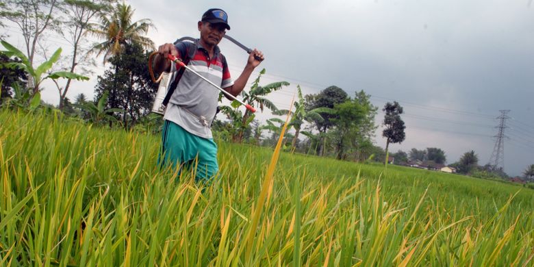 Petani menyemprotkan insektisida di lahan sawah terserang penyakit tungro di Kelurahan Babakan, Kecamatan Cibeureum, Sukabumi, Jawa Barat, Kamis (16/3/2017).