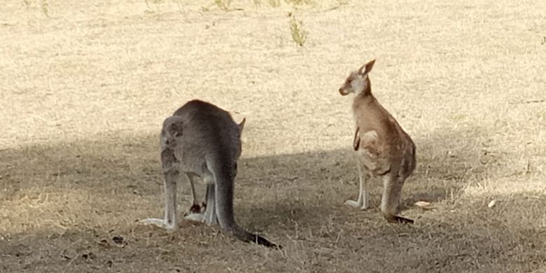 Kangguru pada area Gibraltar di Tidbinbilla, Canberra, Australia. (I MADE DIANGGA ADIKA KARANG)