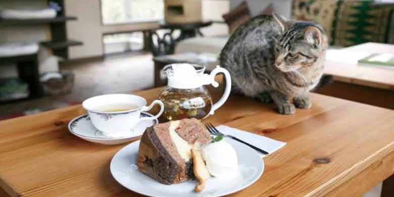 Kamakura Neko no Ma di Prefektur Kanagawa merupakan kafe kucing bernuansa retro yang dibangun menyerupai rumah penduduk Jepang zaman dulu. (KARAKSA MEDIA)