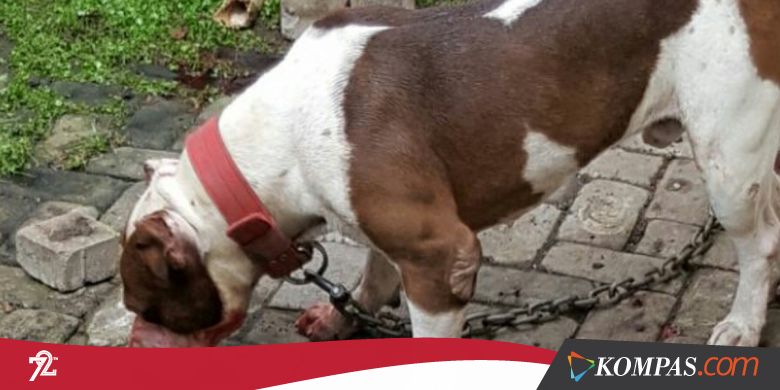 Seorang Bocah Tewas Digigit Anjing di Malang