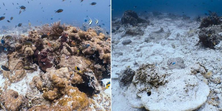 Foundation/MongabayPerbandingan terumbu karang yang sehat (kiri) dengan yang rusak di perairan Raja Ampat.
