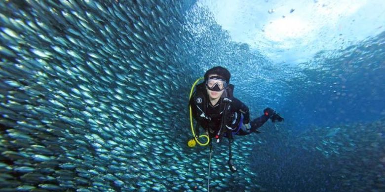 Suasana menyelam di perairan bawah Dermaga Arborek, Raja Ampat.(KOMPAS TV/ HARRY SUSANTO)