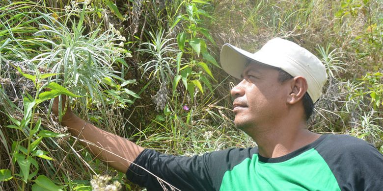 Staf Resor Wanggameti di TN MataLawa Pulau Sumba, Fabianus Beremau sedang memegang tumbuhan edelweis di kawasan hutan Wanggameti, Desa Wanggameti, Kecamatan Matawae Lapau, Kecamatan Sumba Timur, Nusa Tenggara Timur, Sabtu (25/3/2017). Ratusan tumbuhan Edelweis menjadi daya tarik bagi wisatawan untuk berwisata di kawasan Wanggameti. 