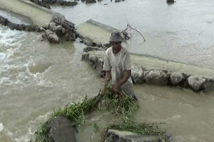 Saluran irigasi primer jebol ratusan hektar lahan pertanian yang  baru beberapa minggu ditanami padi mati terseret banjir bah, Senin (11/7).