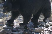 Setelah 80 Tahun, 500 Beruang Pulang Kampung karena Perubahan Alam