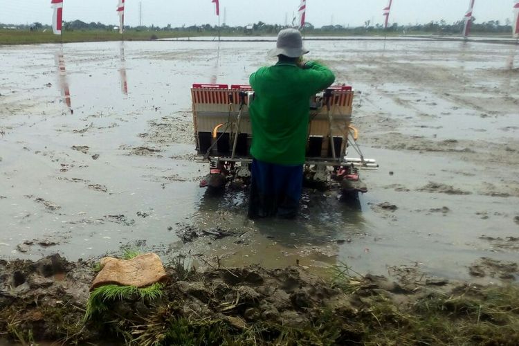 Petani di Kabupaten Tuban menanam padi menggunakan mesin tanam. Pemerintah mencanangkan Percepatan Serap Gabah Petani untuk 2017 sejak Maret hingga Agustus. Targetnya adalah 4 juta ton setara beras. 