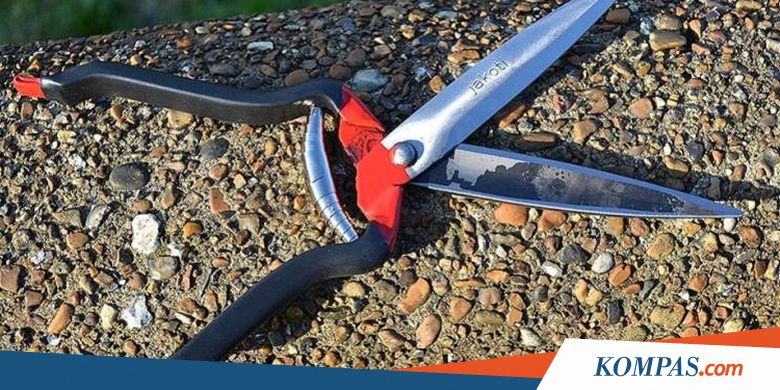 Wanita Argentina Potong Kemaluan Kekasihnya Pakai Gunting Taman