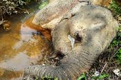 Gajah Hamil Tewas di Aceh, Diduga Diracun