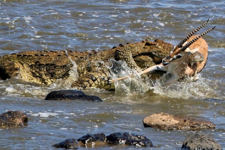 Momen rusa diterkam buaya raksasa di Kenya(Caters News Agency)